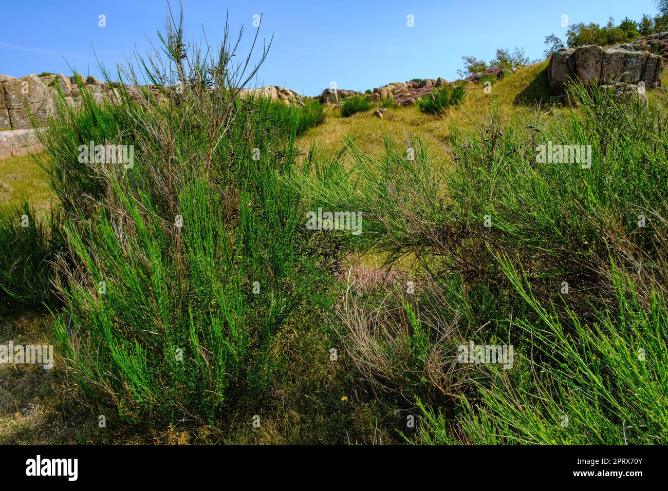 Broom bushes are part of the typical vegetation on the west coast of Hammeren headland at the northern tip of Bornholm Island, Denmark, Scandinavia. Stock Photo