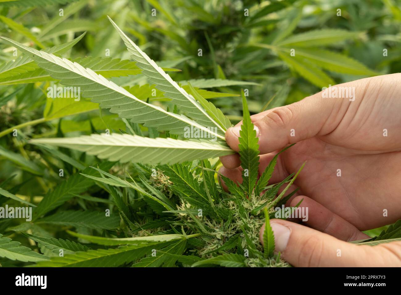 Farmer controlling for pests under a Marijuana leaf.. Organic Cannabis