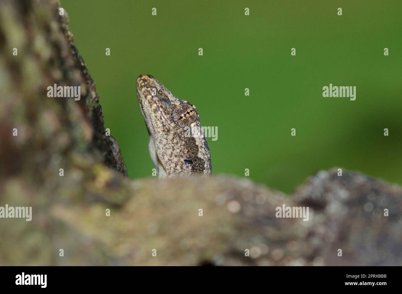 Flat-tailed House Gecko, Hemidactylus platyurus, on tree, Klungkung, Bali, Indonesia Stock Photo
