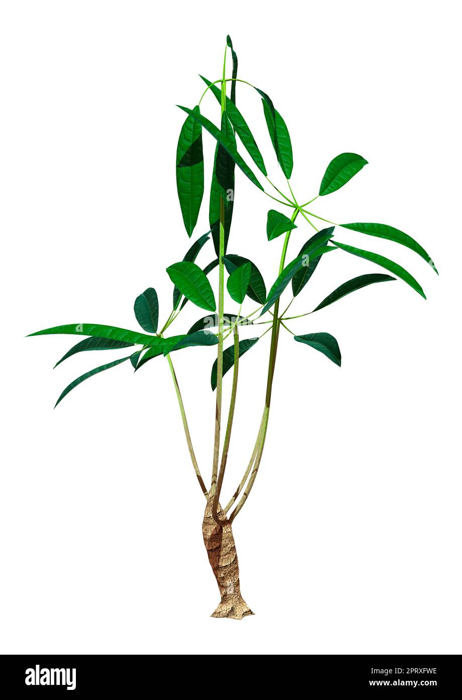 3D rendering of a money tree plant or pachira aquatica isolated on white background Stock Photo