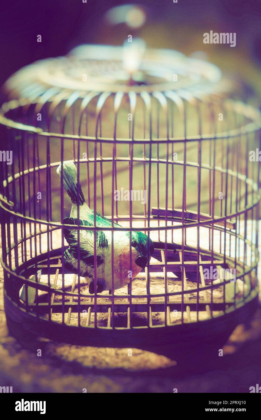wooden bird inside a birdcage Stock Photo Alamy