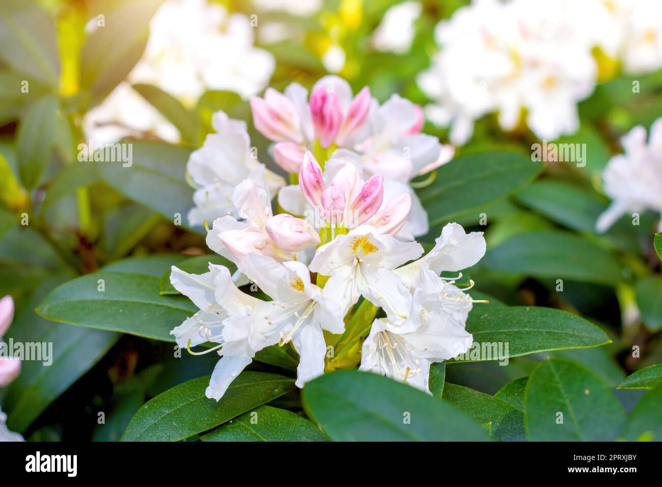 Bright pink and white Rhododendron hybridum Cunningham's White blossoming flowers with green leaves in the garden in spring. Stock Photo
