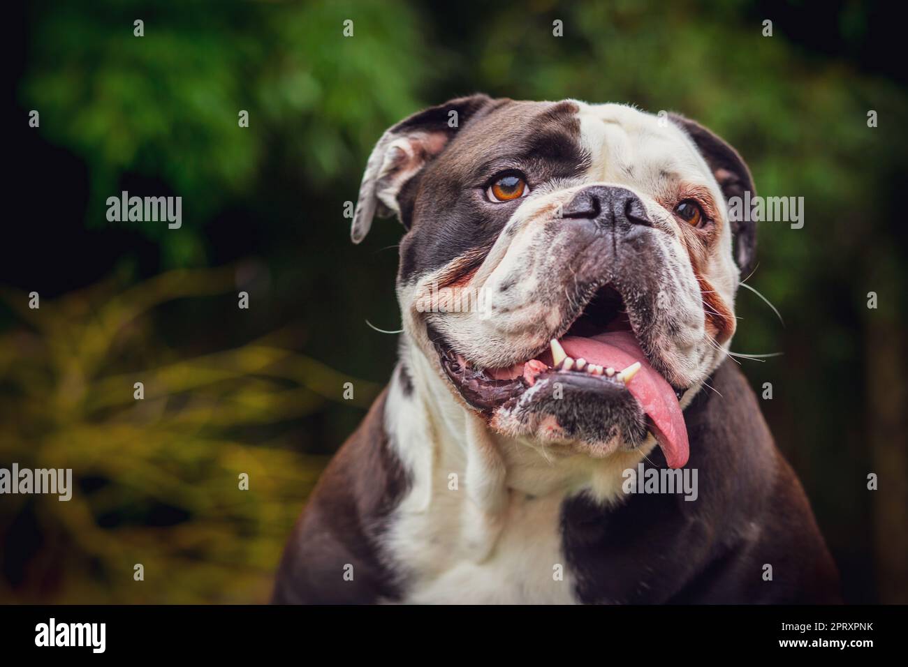 An adorable Olde English Bulldogge in nature Stock Photo