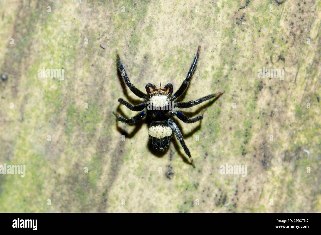 Male Sword-Bearing Thorelliola Spider, Thorelliola Ensifera, on tree, Klungkung, Bali, Indonesia Stock Photo