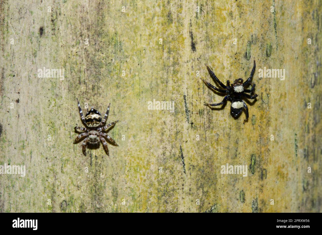 Pair of male and female Sword-Bearing Thorelliola Spiders, Thorelliola Ensifera, on tree, Klungkung, Bali, Indonesia Stock Photo