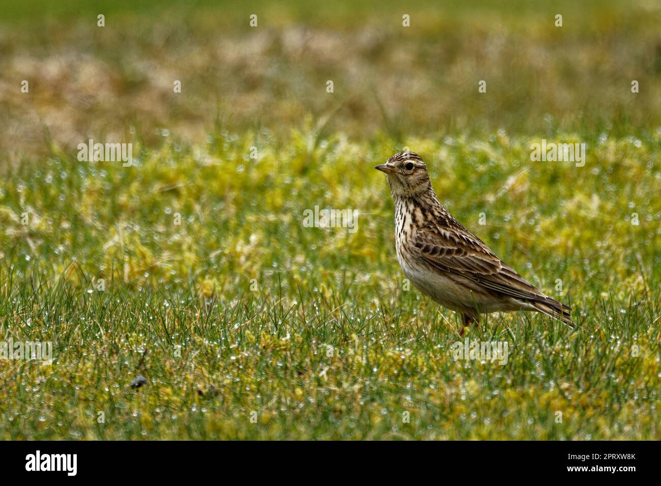 Meadow Pipit (Anthus pratensis) Stock Photo