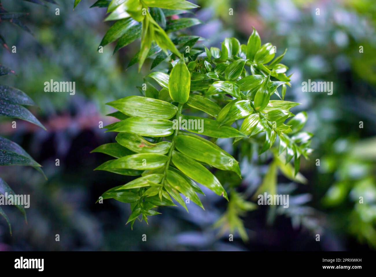 Bright green bunya pine, or simply bunya (Araucariaceae Araucaria Bidwillii Hook.) leaves. Stock Photo