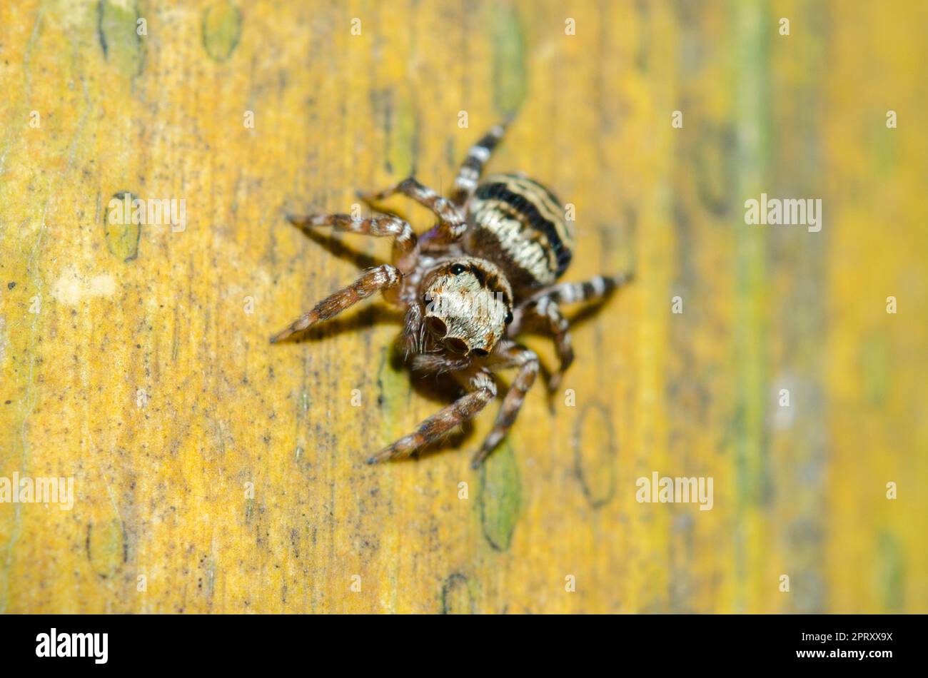 Female Sword-Bearing Thorelliola Spider, Thorelliola Ensifera, on tree, Klungkung, Bali, Indonesia Stock Photo