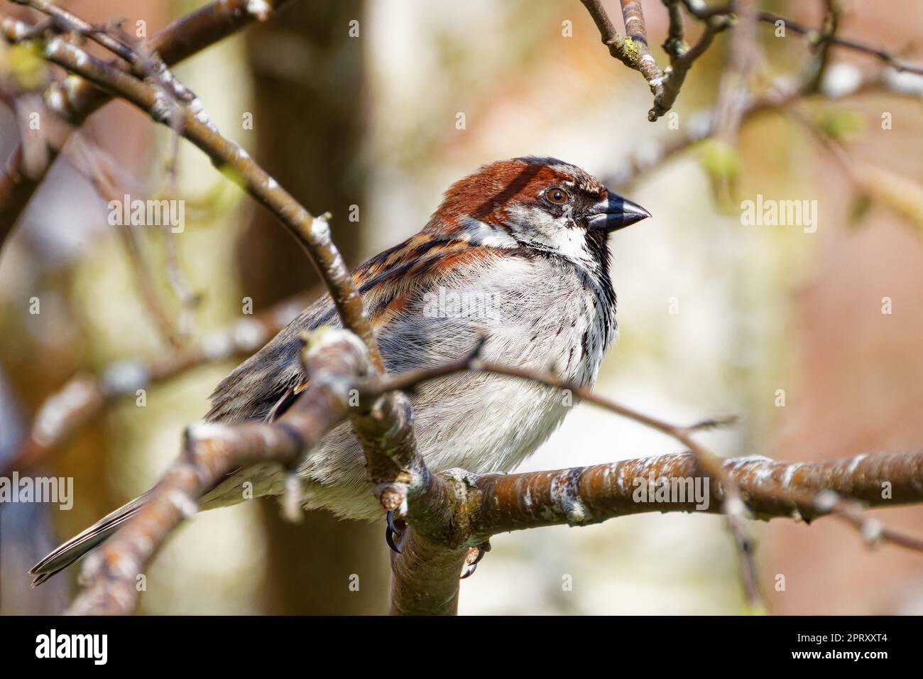 House Sparrow (Passer domesticus) perched on branch Stock Photo