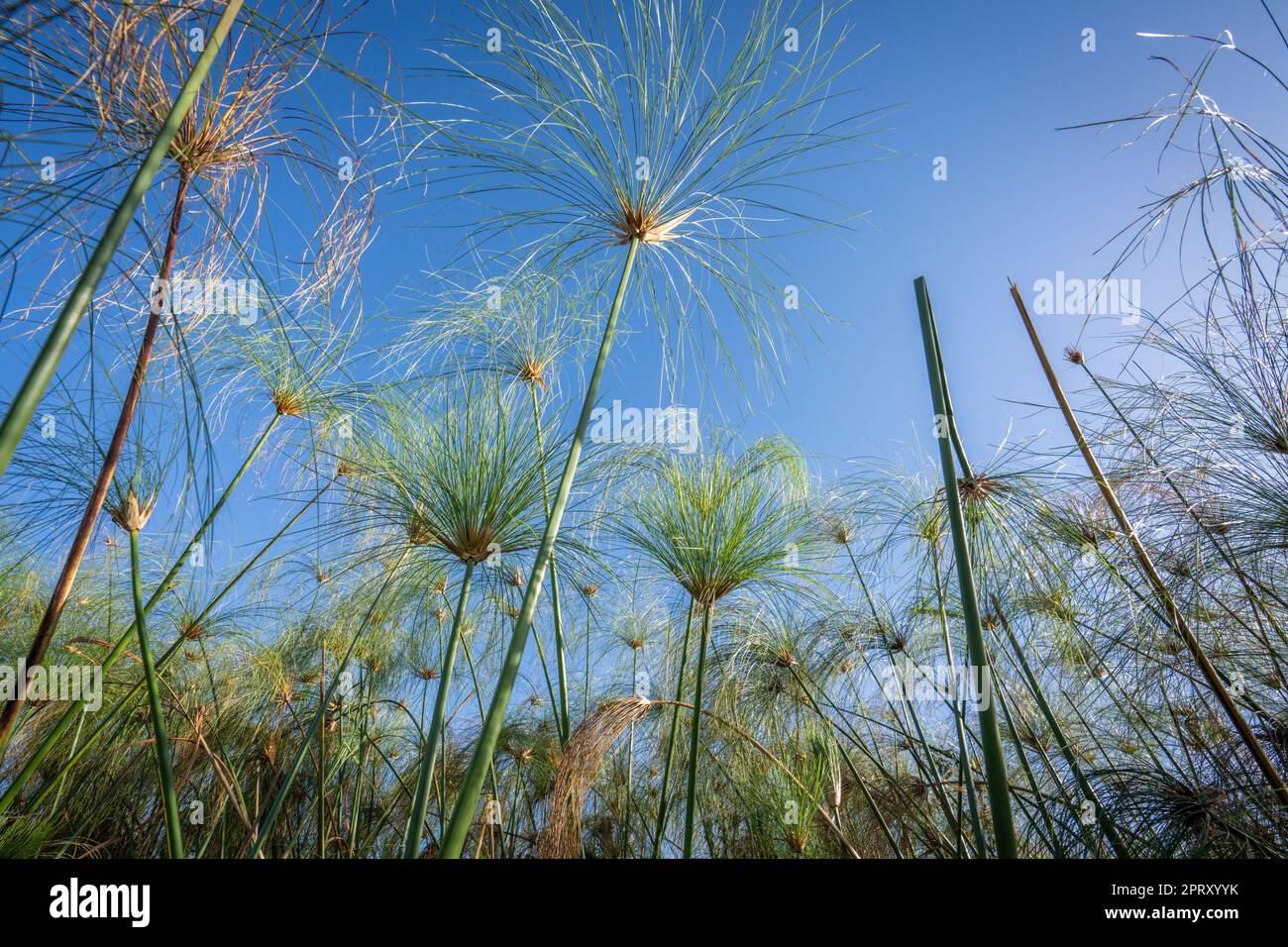 Papyrus seed heads (Cyperus papyrus) against blue sky. Caprivi strip, Kwando River, Bwabwata National Park, Namibia, Africa Stock Photo