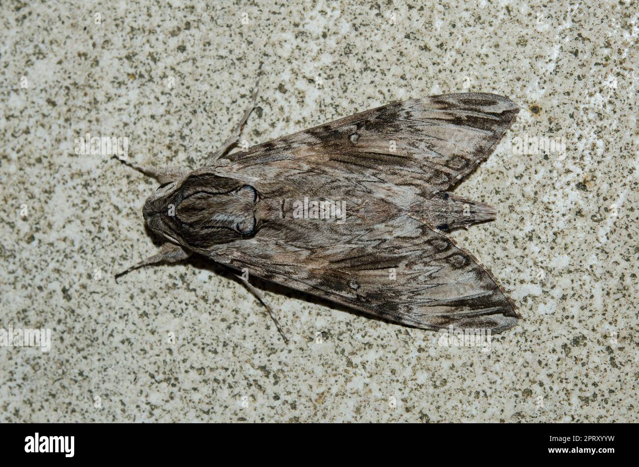 Male Hawk-moth, Agrius convolvuli, Klungkung, Bali, Indonesia Stock Photo