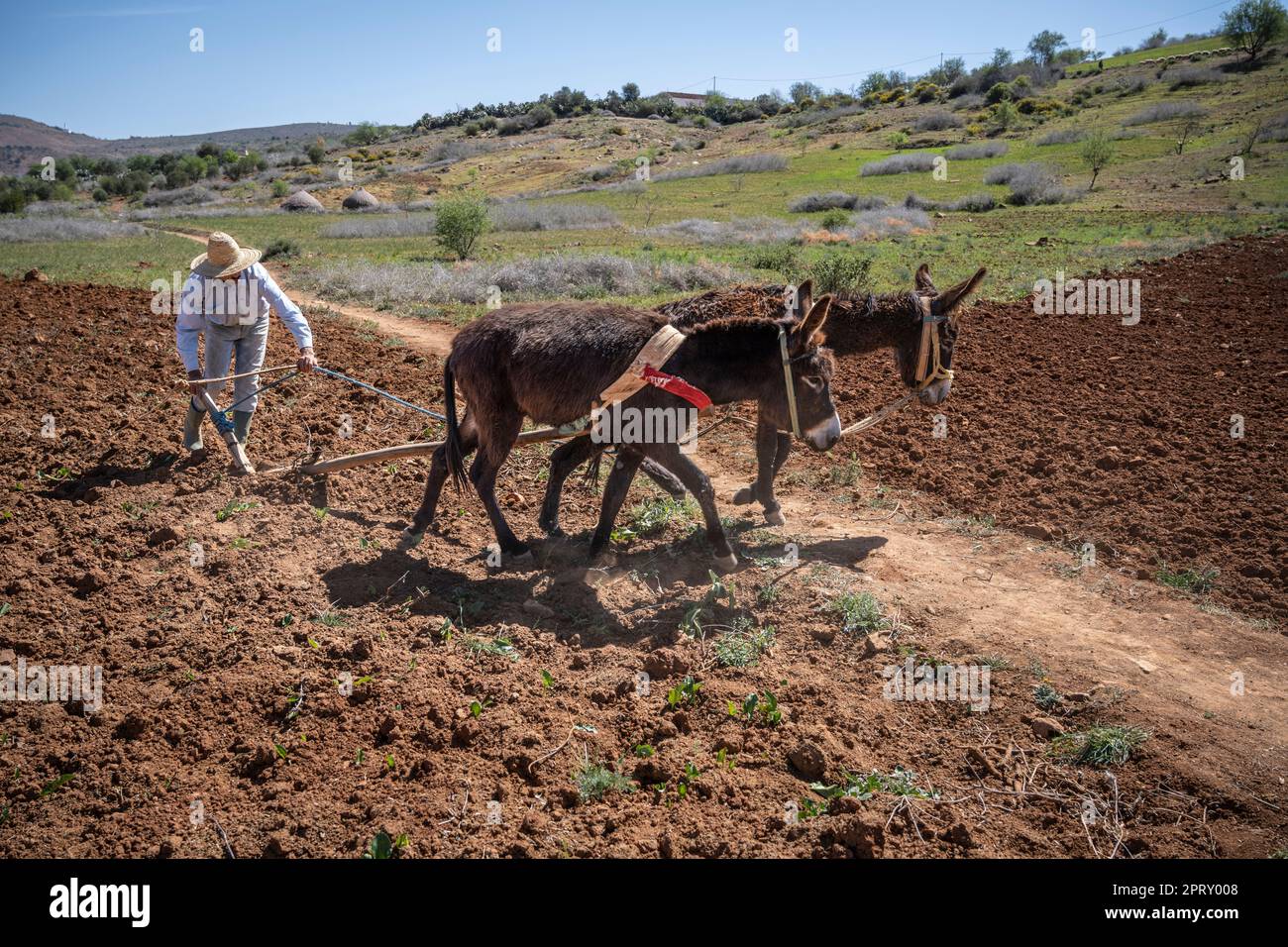 Farmer In A Straw Hat Tilling The Field With A Manual Plow Pulled By A farmer-in-a-straw-hat-tilling-the-field-with-a-manual-plow-pulled-by-a