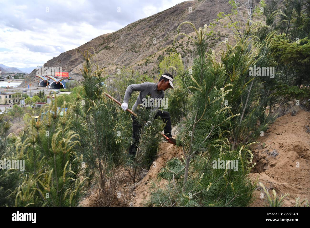 Lhasa, China's Tibet Autonomous Region. 7th May, 2022. A man plants trees on a mountain in Lhasa, capital of southwest China's Tibet Autonomous Region, May 7, 2022. TO GO WITH 'Letter from Lhasa: All about oxygen' Credit: Jigme Dorje/Xinhua/Alamy Live News Stock Photo
