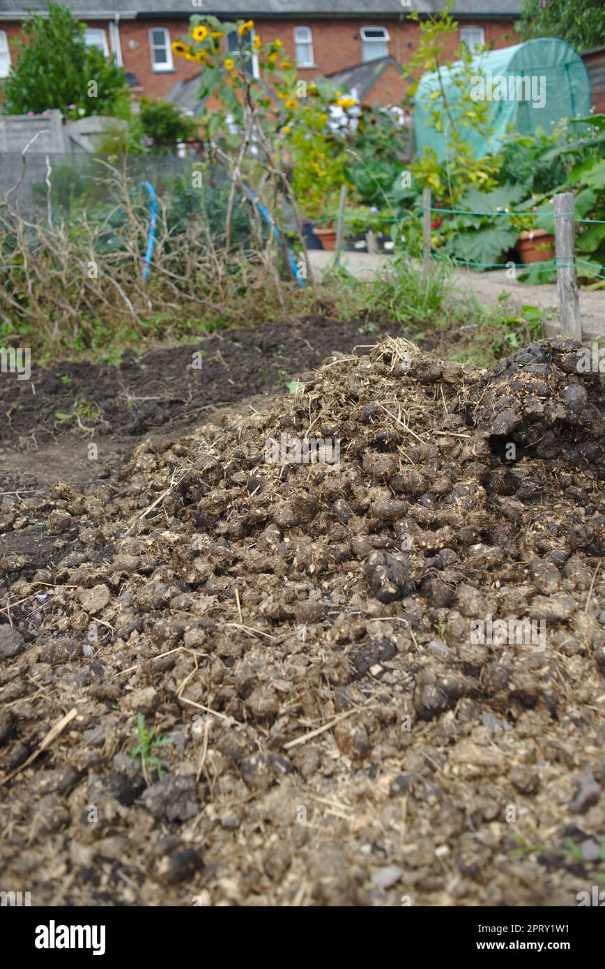 Horse manure spread over an allotment as natural organic nitrogen rich fertiliser prior to digging in and planting for the growing season Stock Photo