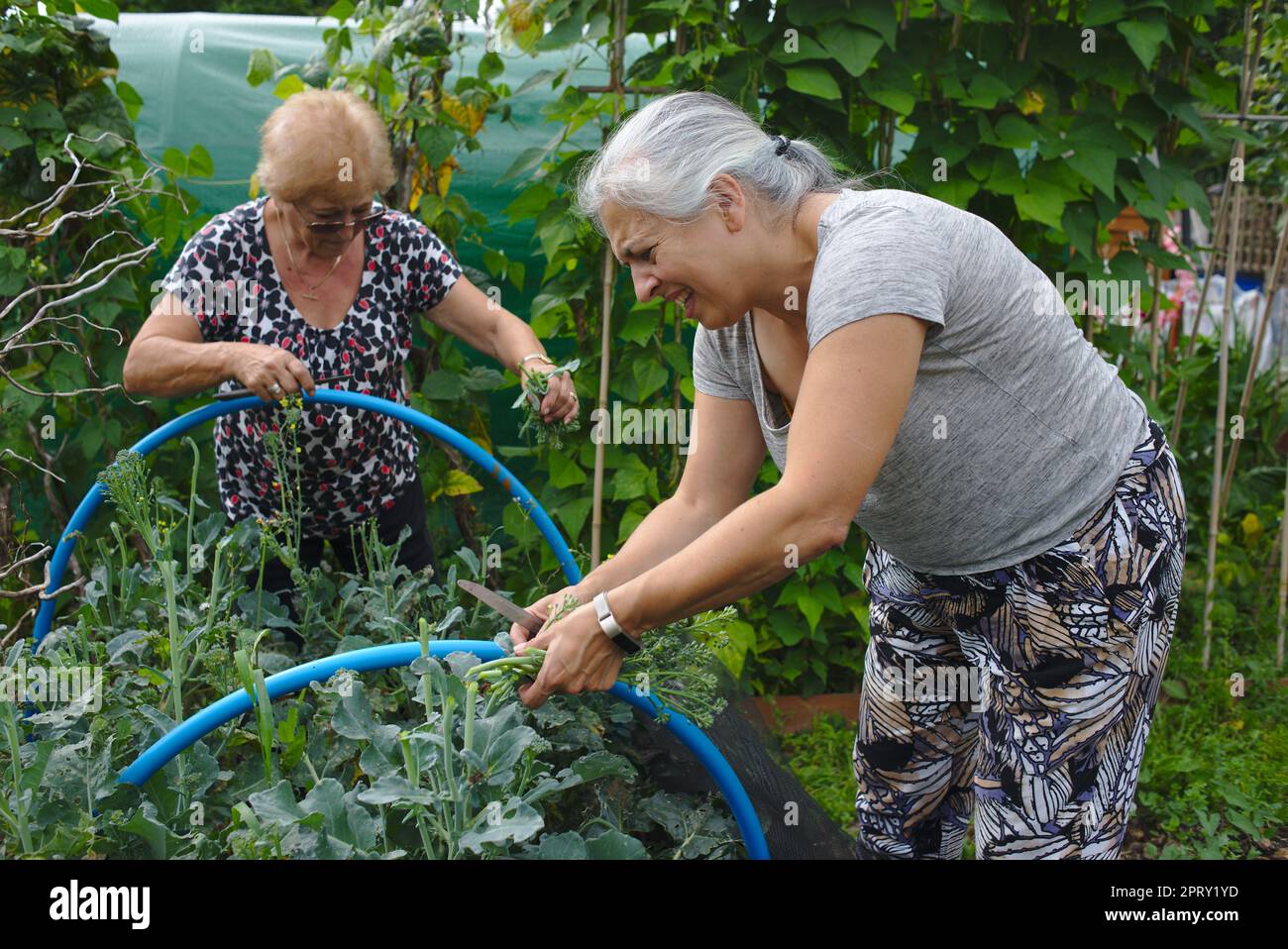 Older woman and adult daughter working together on an allotment Stock Photo