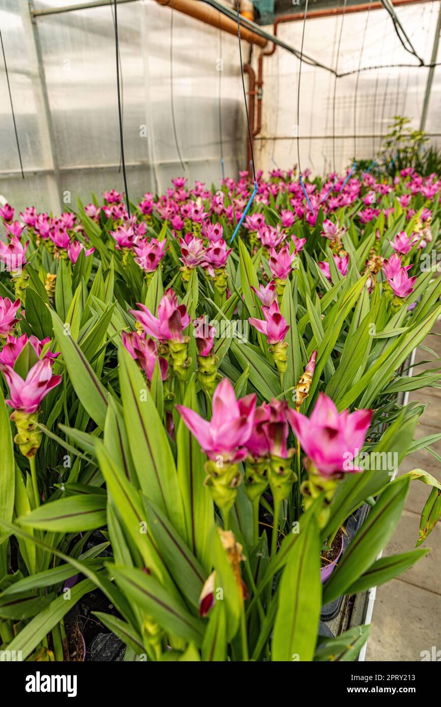 Curcuma alismatifolia, Siam tulip or summer tulip in greenhouse Stock Photo