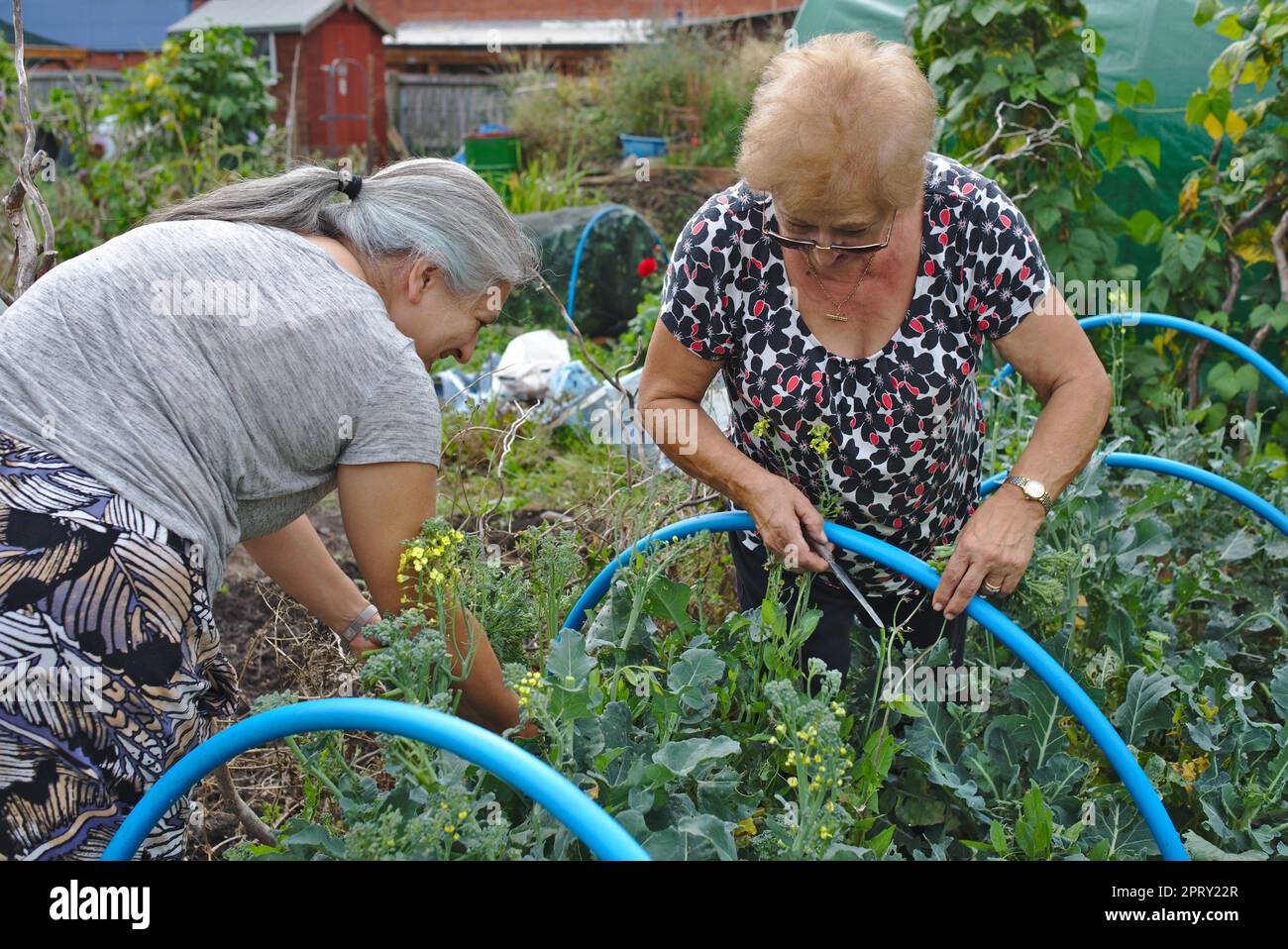 Older woman and adult daughter working together on an allotment Stock Photo