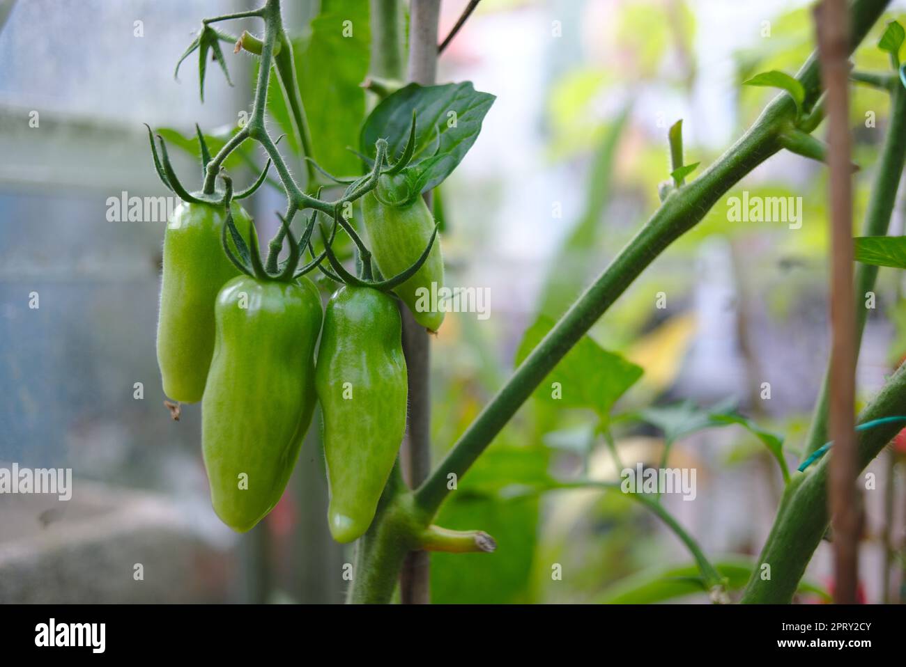 San Marzano tomato plant with tomatoes growing Stock Photo Alamy