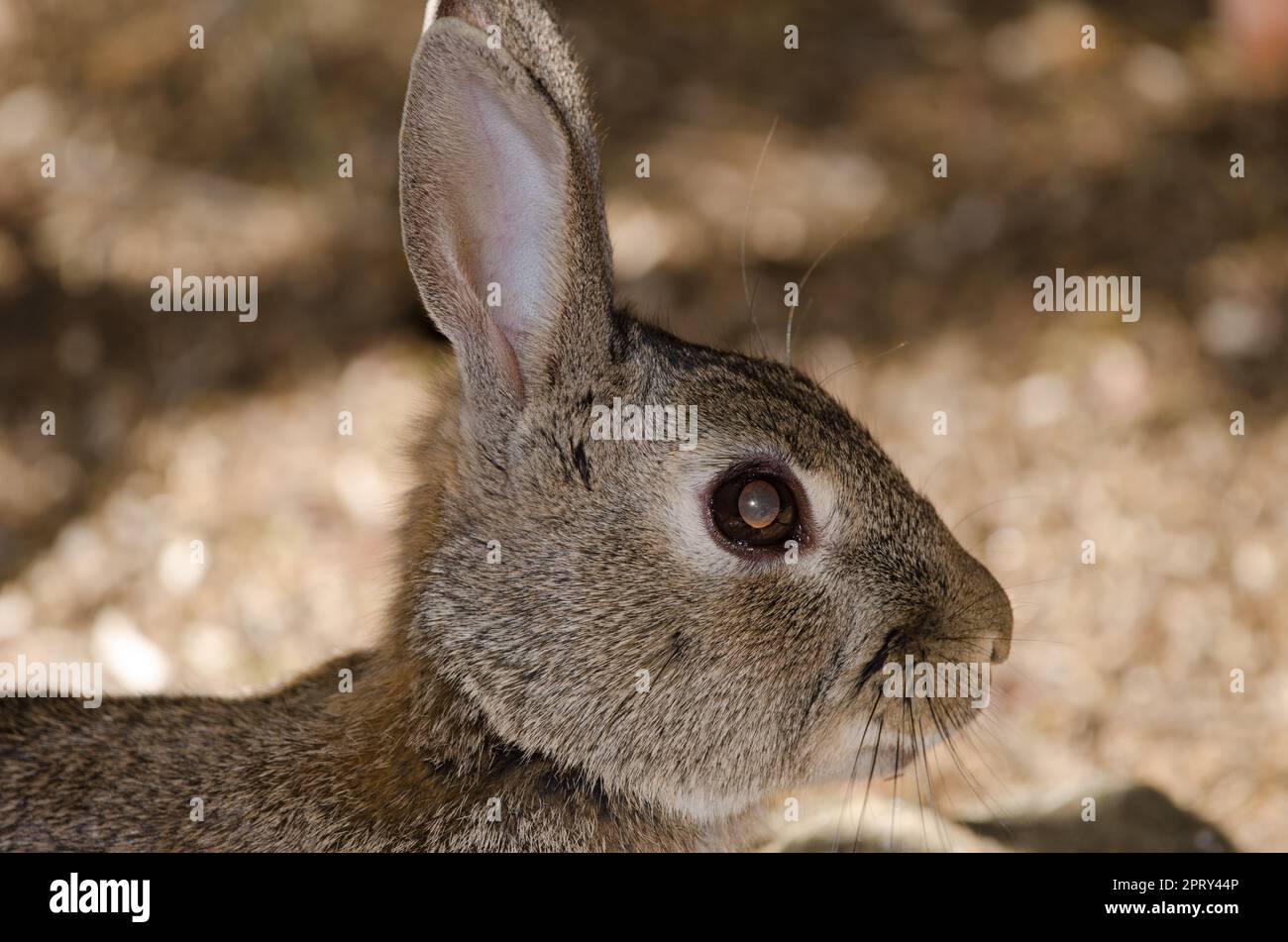European rabbit Oryctolagus cuniculus. The Nublo Rural Park. Tejeda ...