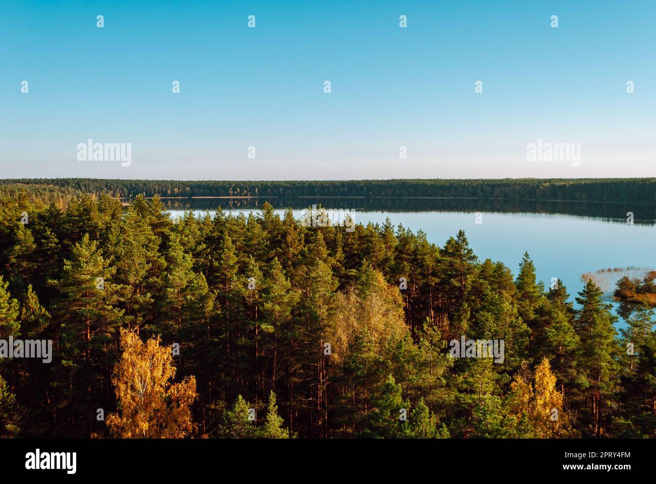 View of the coniferous treetops and Lake Baltieji Lakajai in Labanoras ...