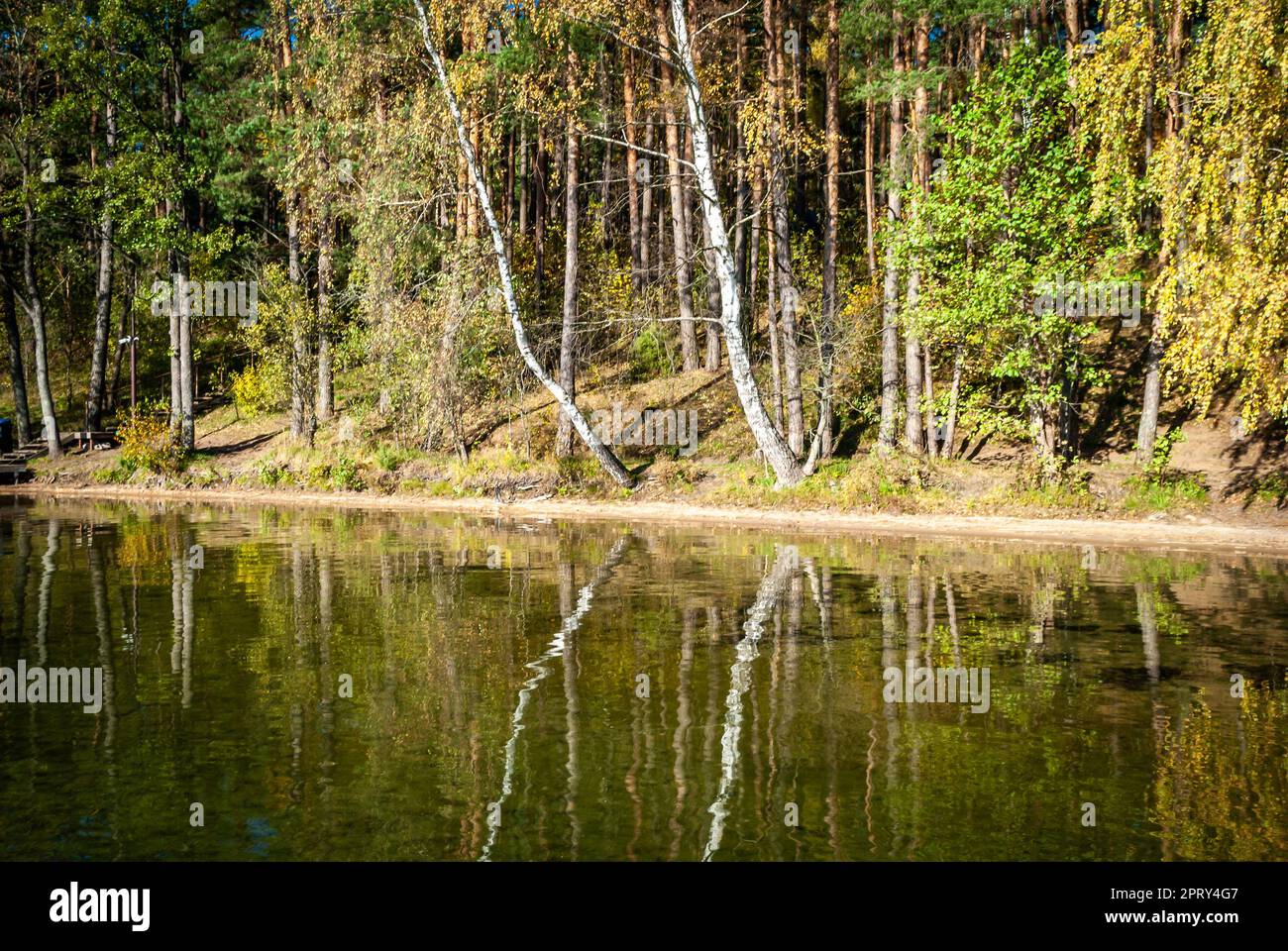 Tree trunks in autumn are reflected in the water of Lake Baltieji Lakajai in Labanoras Regional Park, Lithuania. Stock Photo