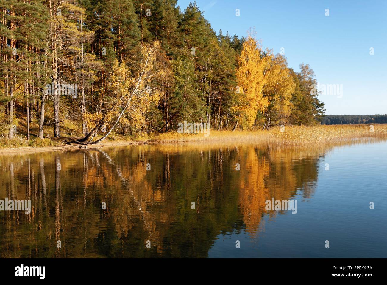 Autumn forest on the shore of Lake Baltieji Lakajai in Labanoras Regional Park, Lithuania, reflected in the water. Stock Photo