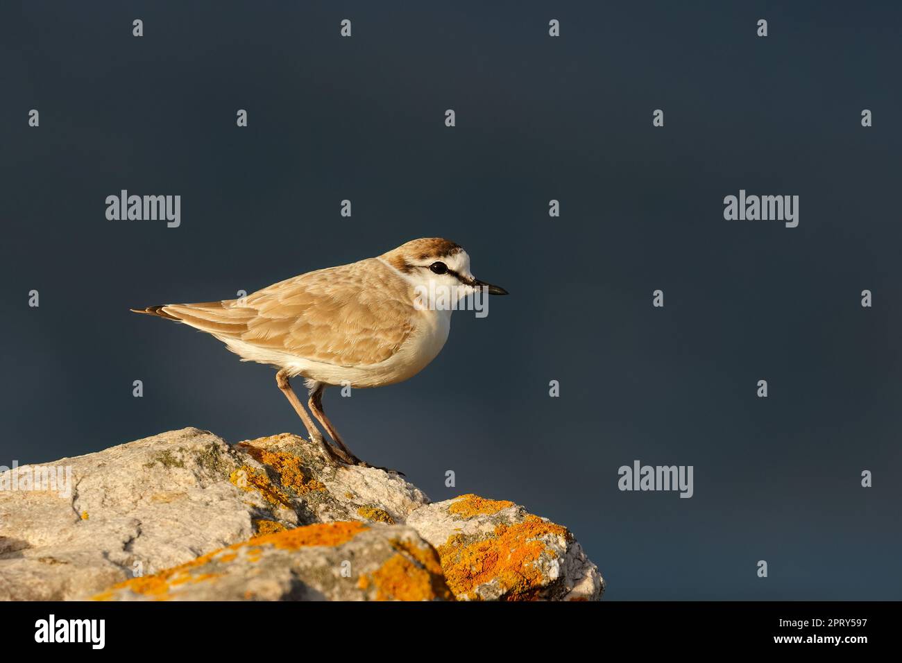 A white-fronted plover (Charadrius marginatus) perched on a coastal rock, South Africa Stock Photo