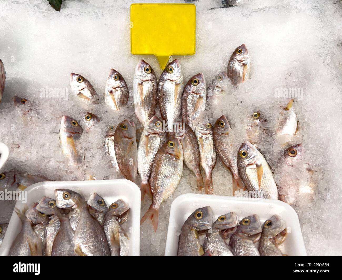 Red porgy fish. Fresh pagrus pagrus or red porgy fish in ice Stock Photo