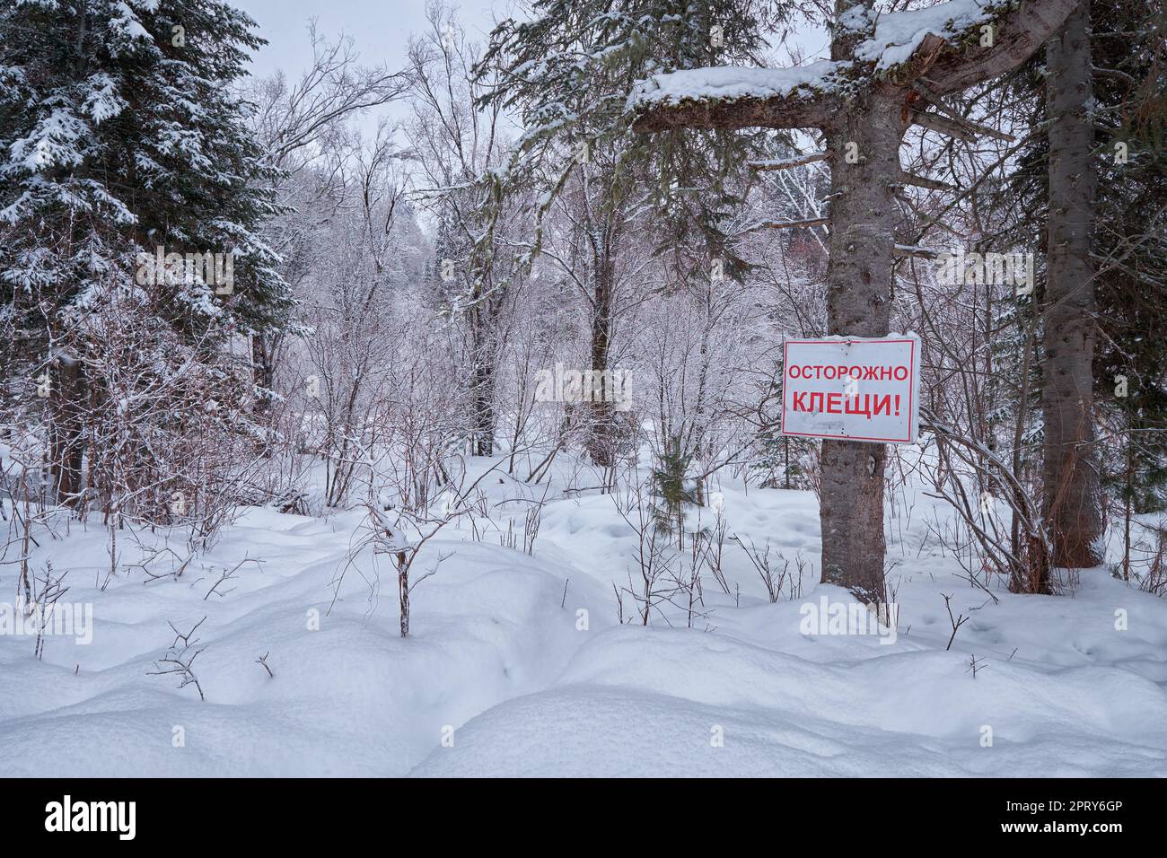 Footpath in winter taiga forest under heavy snow along Tevenek (Third river) river on the bank of Teletskoe lake. Artybash, Altai, Siberia, Russia. Th Stock Photo