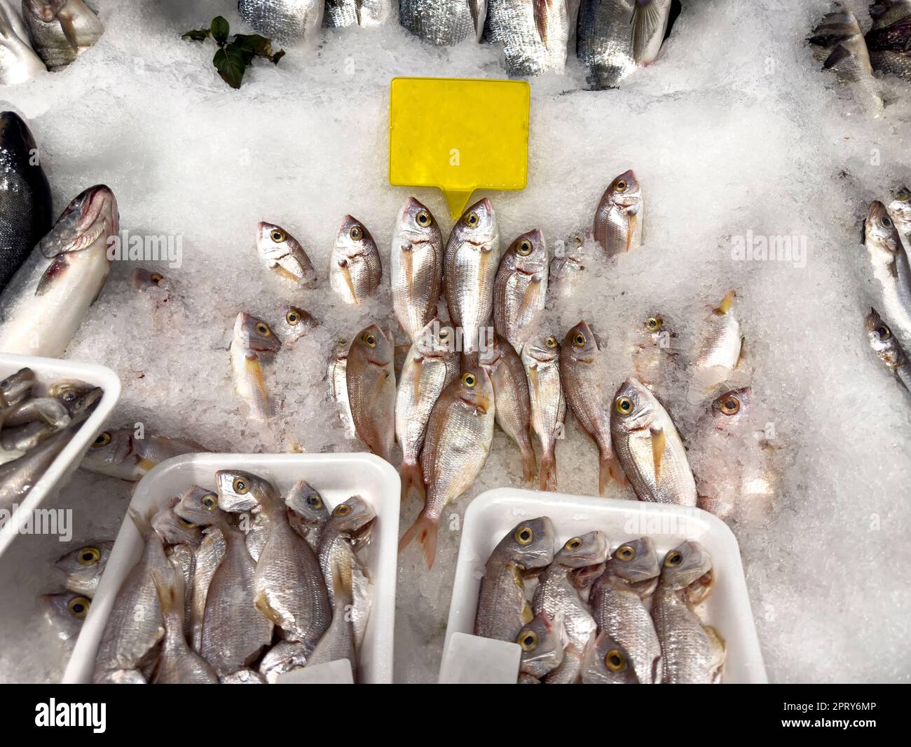 Red porgy fish. Fresh pagrus pagrus or red porgy fish in ice Stock Photo