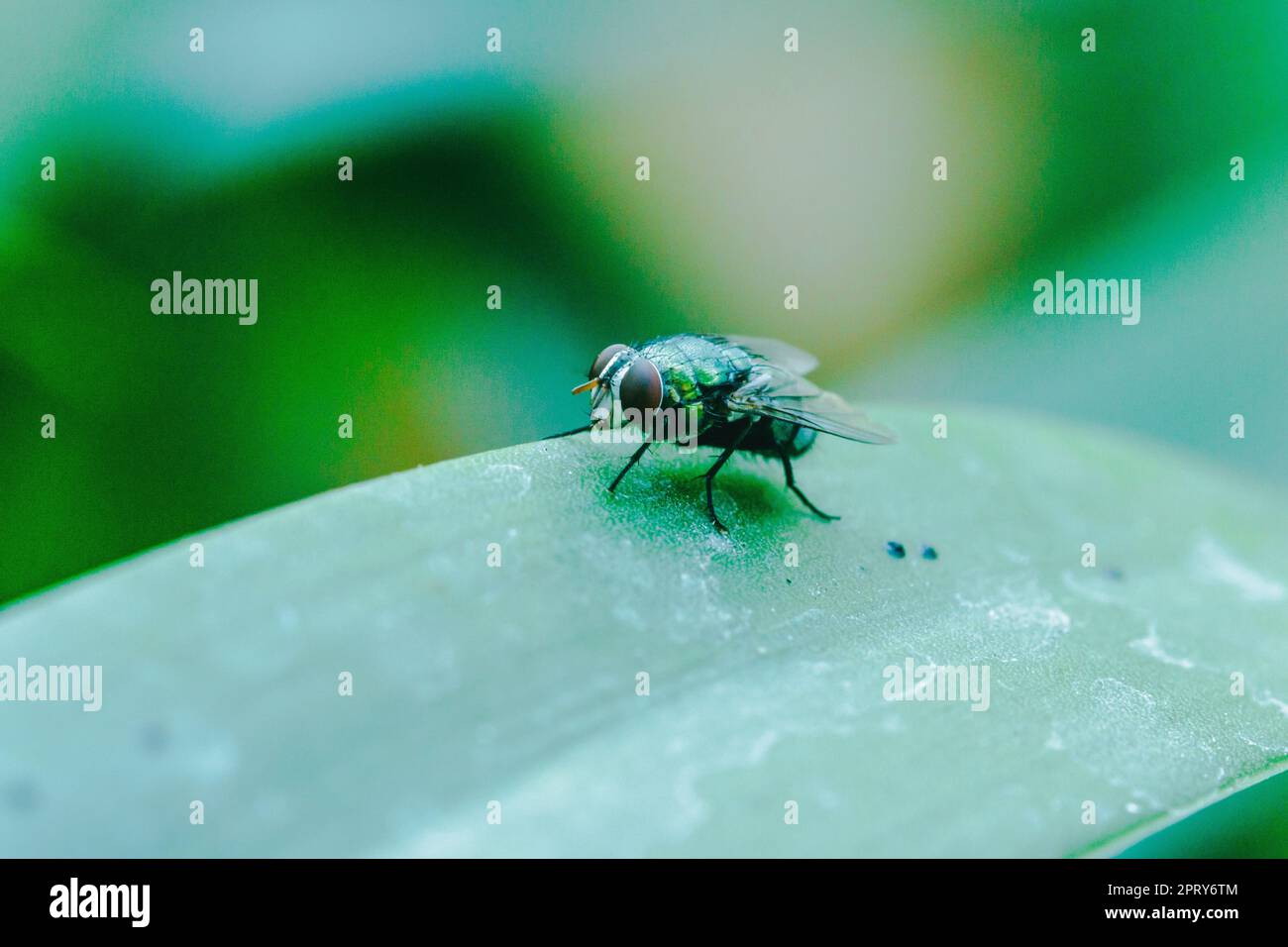 Blow fly on the leaves can be found in communities that have sewage. Stock Photo