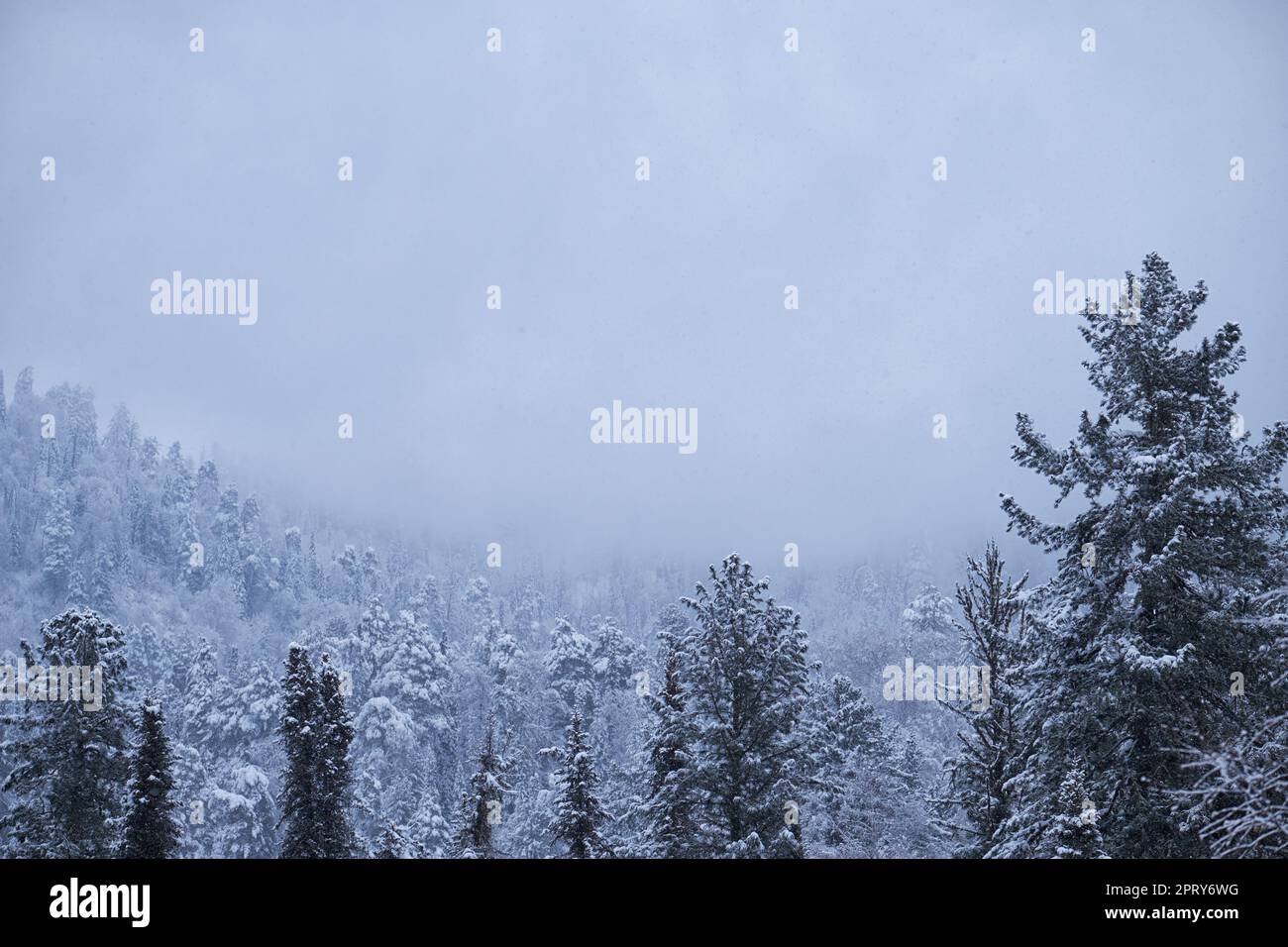 Winter taiga forest under heavy snow on the bank of Teletskoe lake. Artybash, Altai Stock Photo