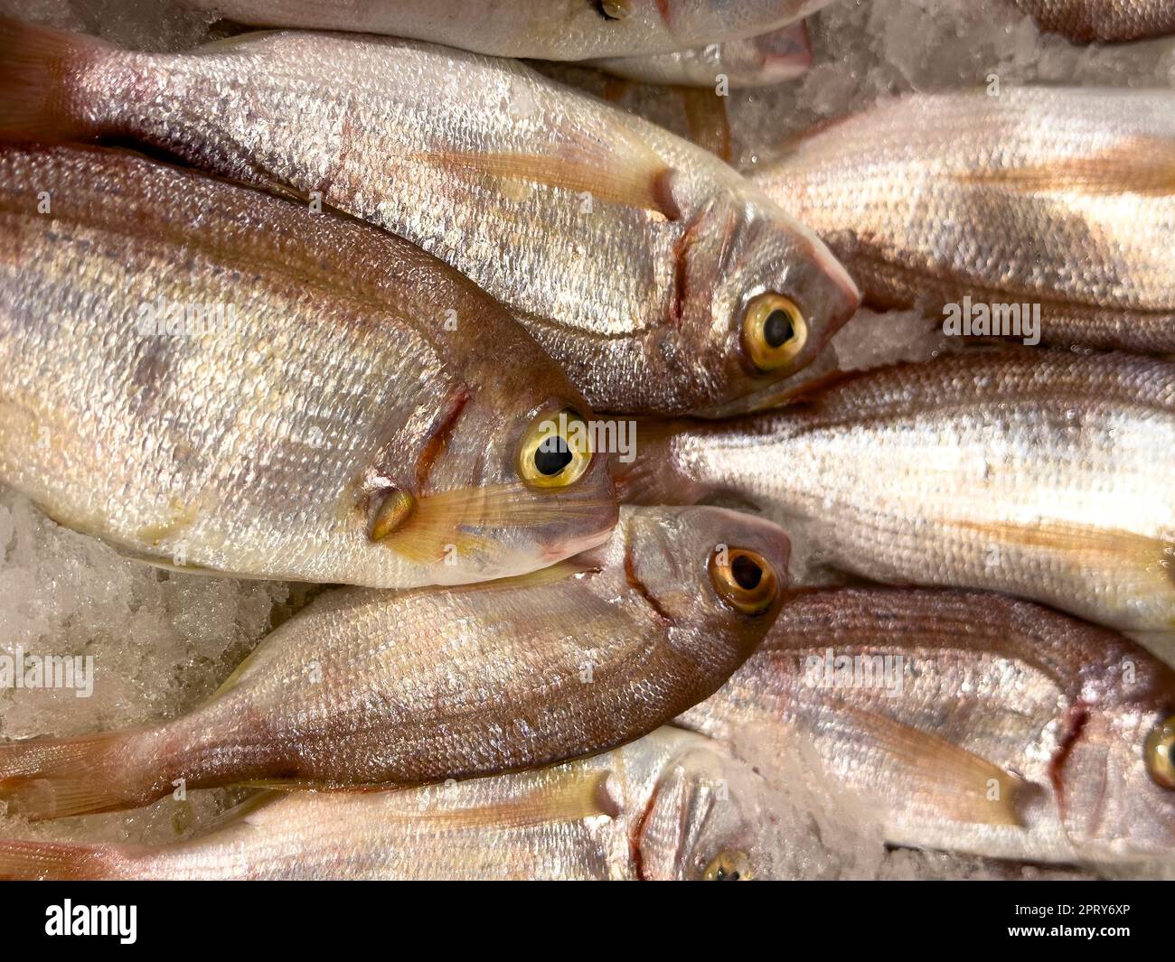 Red porgy fish. Fresh pagrus pagrus or red porgy fish in ice. Close up Stock Photo