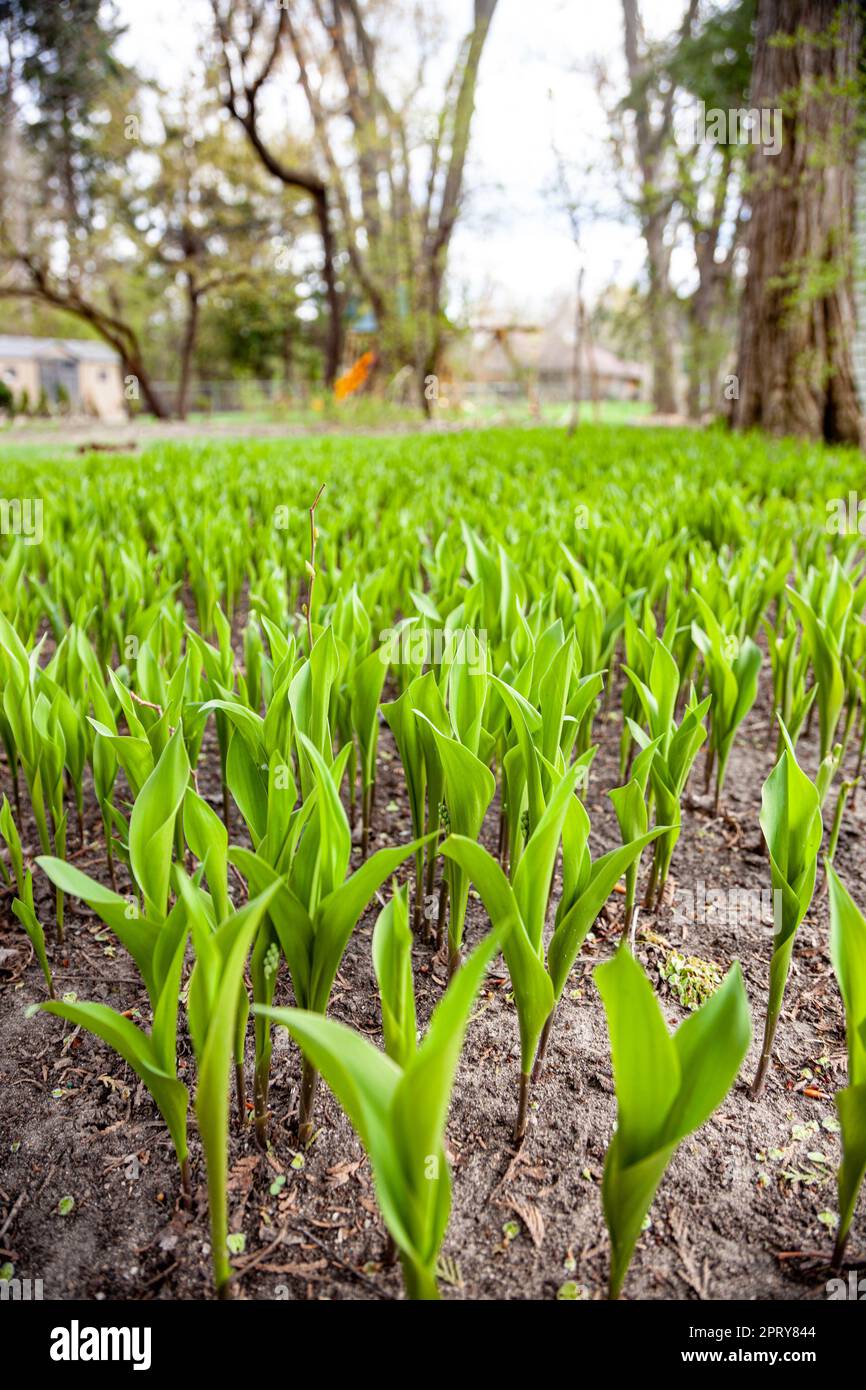 Young Lily of the Valley sprouts reaching for he sun Stock Photo