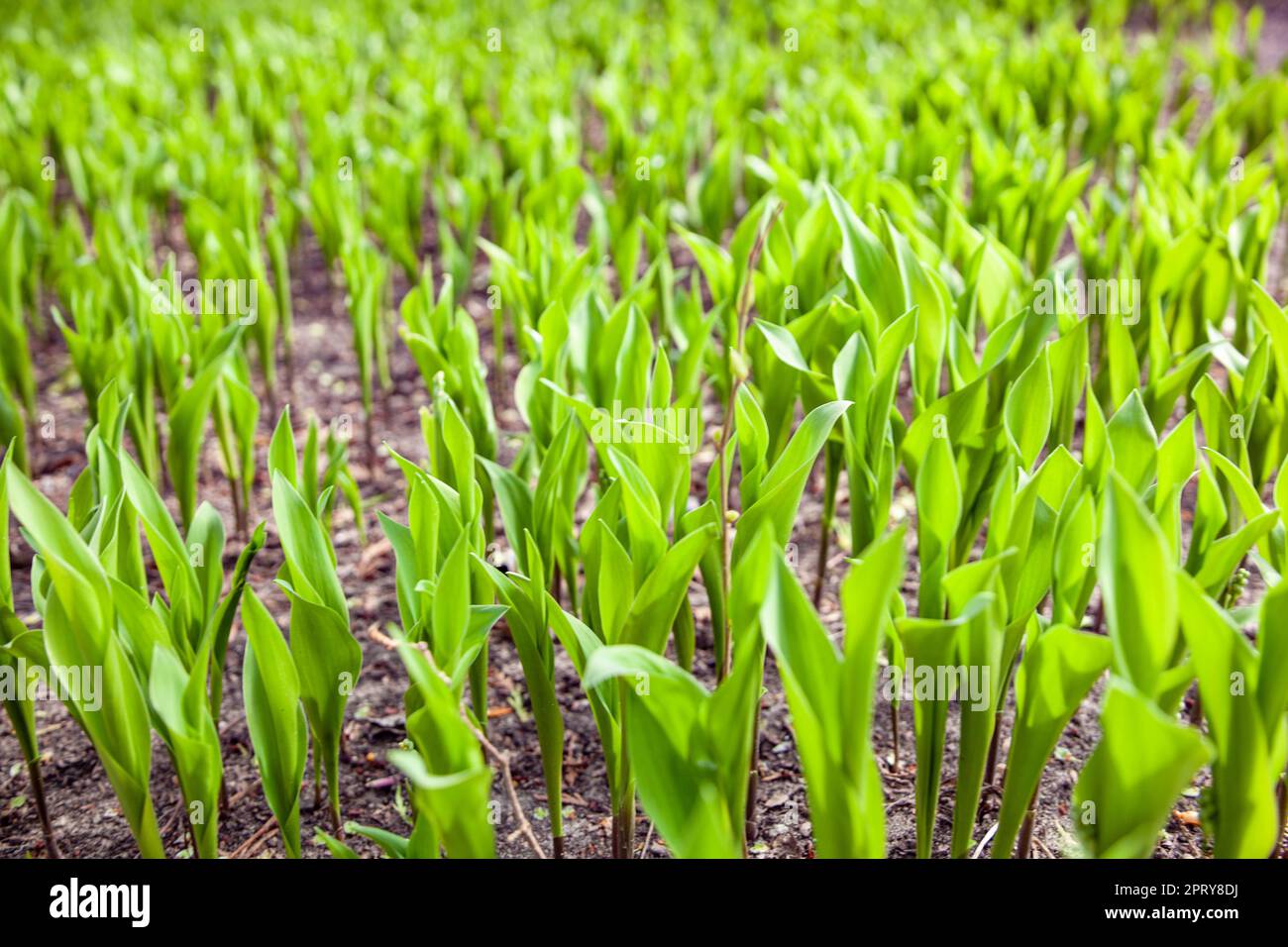 Young Lily of the Valley sprouts reaching for he sun Stock Photo