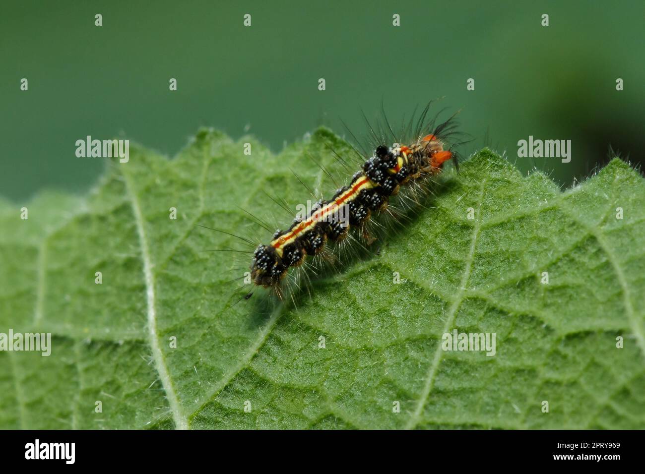 The caterpillars are eagerly eating fresh leaves Stock Photo Alamy