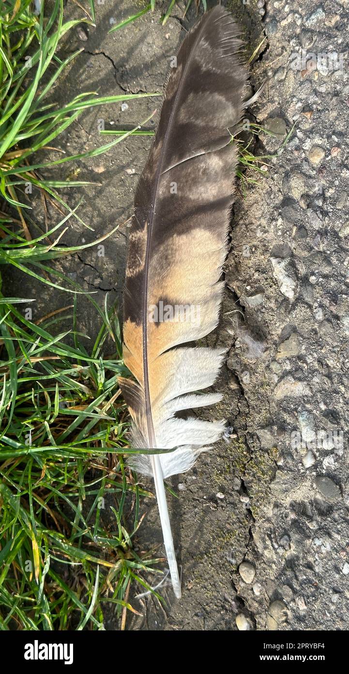 Dead bird feathers on the ground Stock Photo Alamy