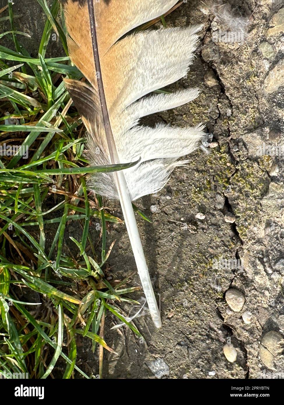 Dead bird feathers on the ground Stock Photo Alamy