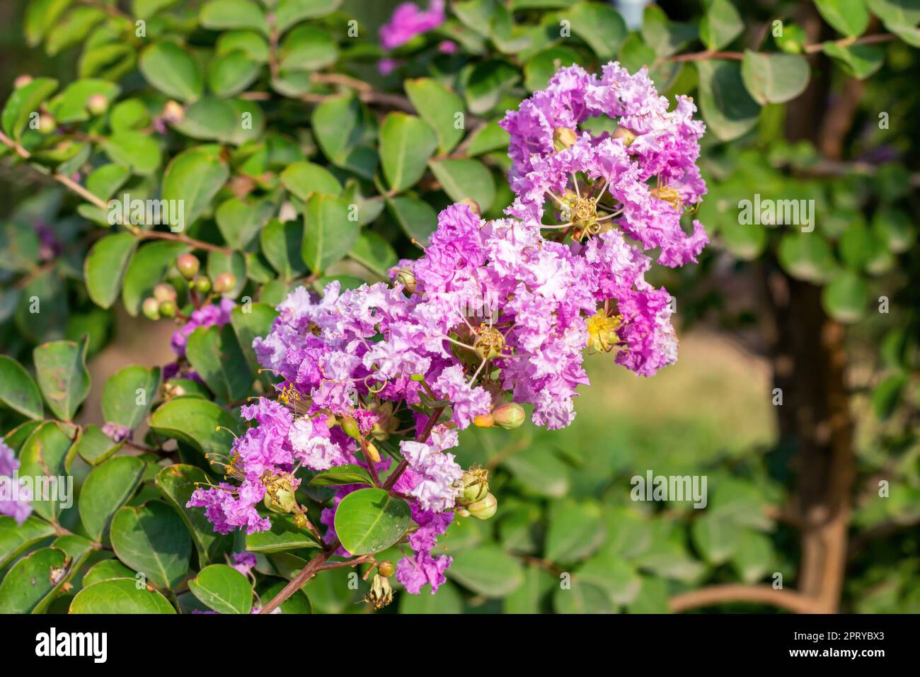 Bright pink Lagerstroemia Indica (Crape Myrtle) flowers with green leaves on branches in the garden in summer. Stock Photo
