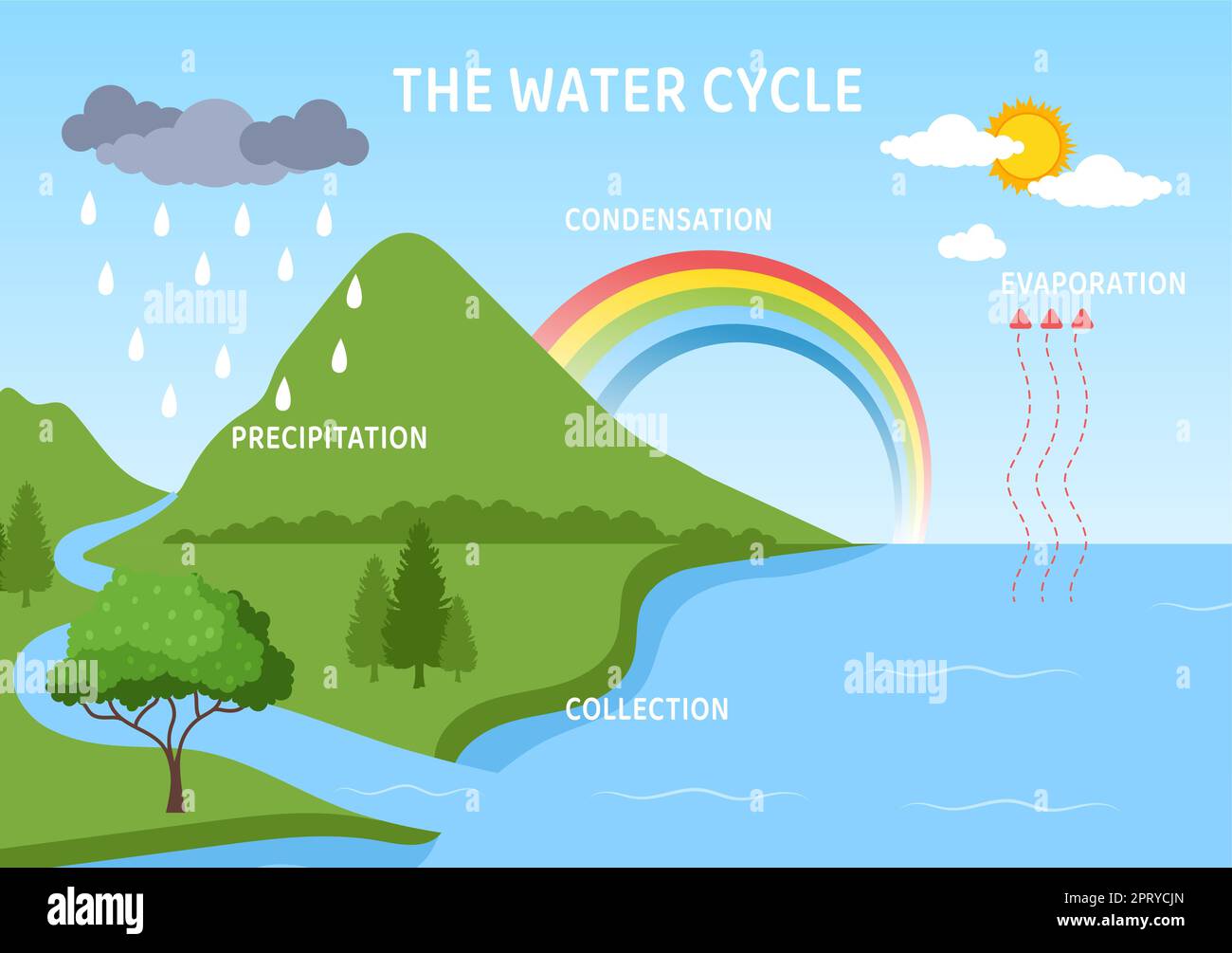 Water Cycle of Evaporation, Condensation, Precipitation to Collection