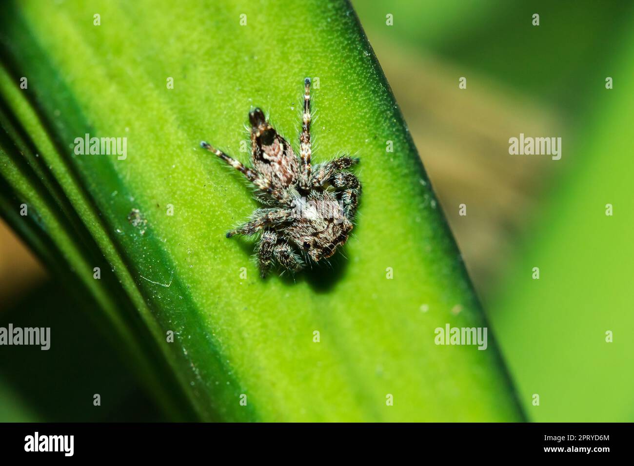 Jumping spiders on the leaves are the most populated spiders Stock ...
