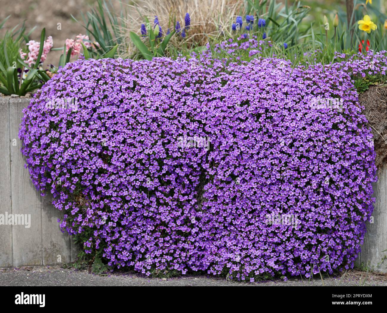 Flowering blue-cushion Aubrieta in a garden Stock Photo