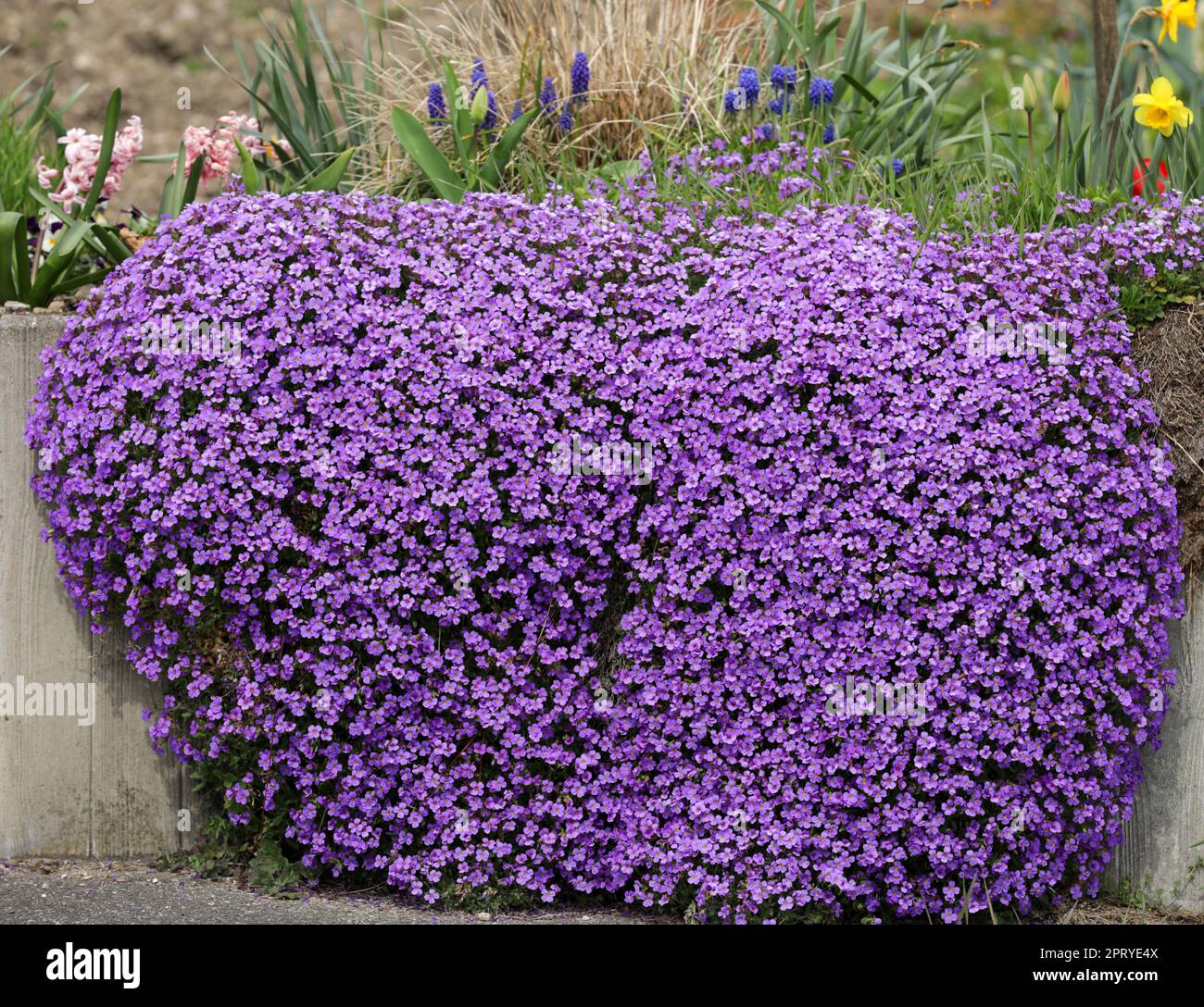 Flowering blue-cushion Aubrieta in a garden Stock Photo