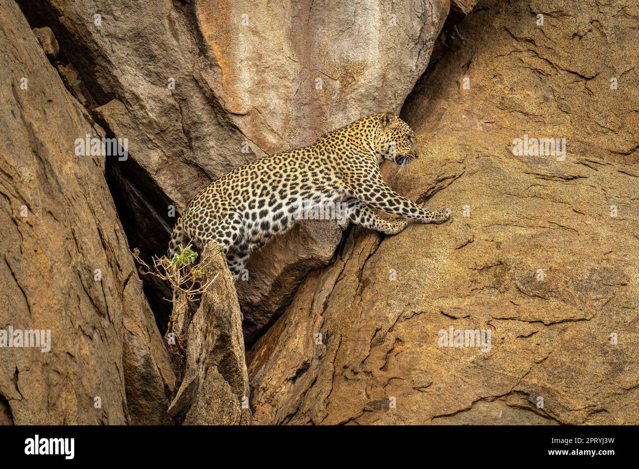 Leopard comes out of cave in rock Stock Photo