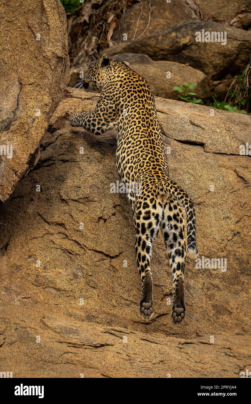 Leopard Crawling Down Rocks Leopard in mid-air jumping up steep rockface Stock Photo - Alamy