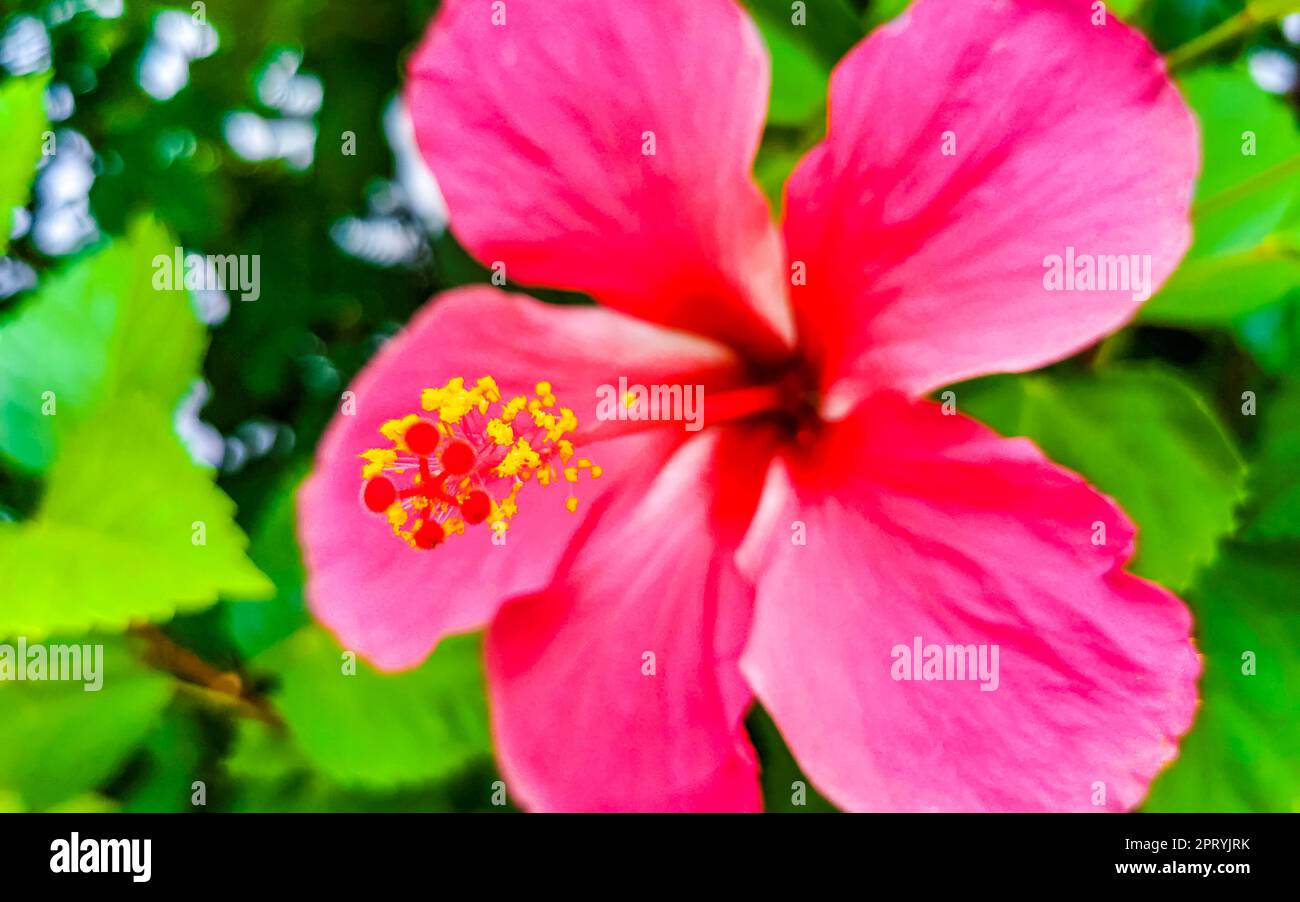 Red beautiful hibiscus flower flowers shrub tree plant in Zicatela ...