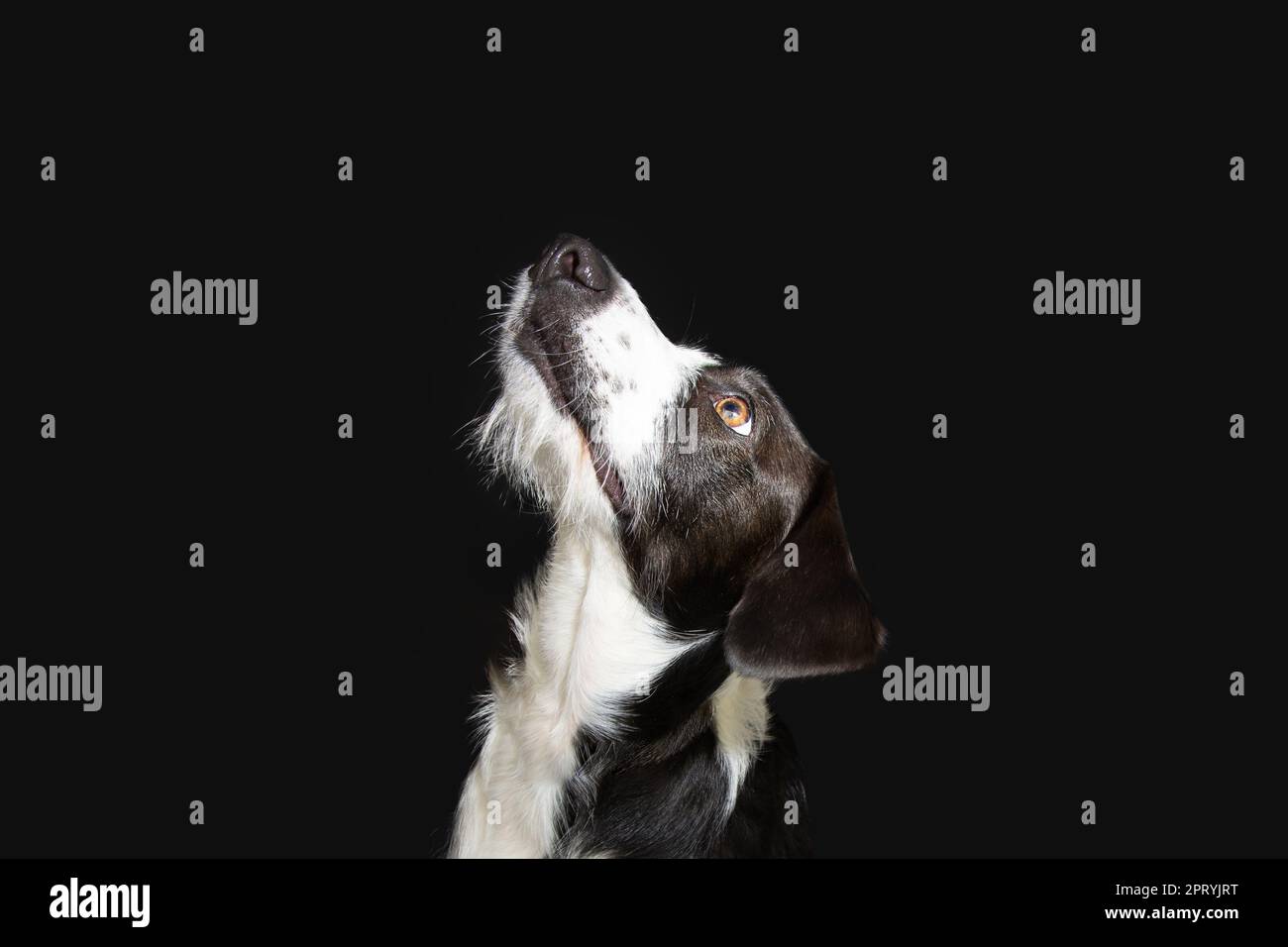 Portrait black ans white puppy dog looking up begging food or obedience concept. Isolated on black dark background Stock Photo