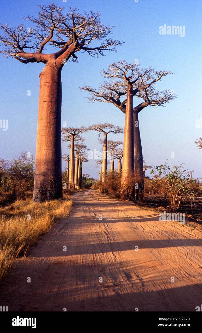 Giant Baobab in Avenue du Baobab, Morondava, Madagascar, Africa Stock Photo