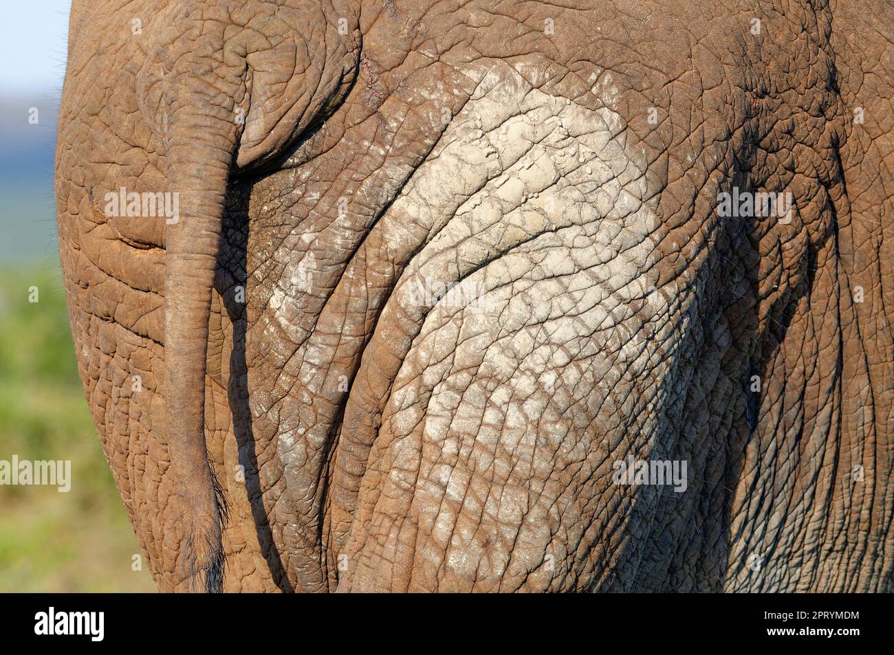 African bush elephant (Loxodonta africana), adult animal, rear and tail close-up, skin detail, Addo Elephant National Park, Eastern Cape, South Africa Stock Photo
