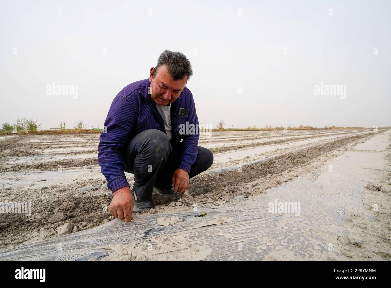 (230427) -- YULI, April 27, 2023 (Xinhua) -- Arkin Reyim inspects the growing condition of cotton shoots at a cotton field in the Bax Mali Village of Yuli County, northwest China's Xinjiang Uygur Autonomous Region, April 22, 2023.  Arkin Reyim is a 51-year-old cotton farmer with more than 300 mu (20 hectares) of cotton fields in the Bax Mali Village of Yuli County in Xinjiang.     Arkin's courage and unique vision has prompted him to start growing cotton in 2004 when he got married with his wife Hasiyat Kasim. Since then, Arkin has devoted himself into the cultivation of cotton for over 10 yea Stock Photo